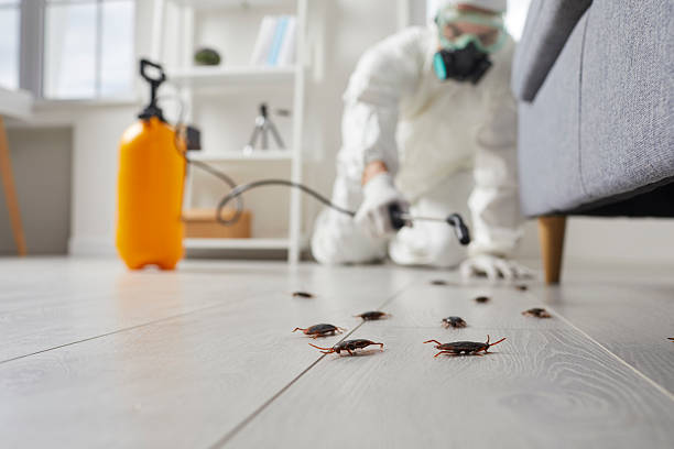 Post-Treatment Bed Bug Interceptor Monitoring in Davenport